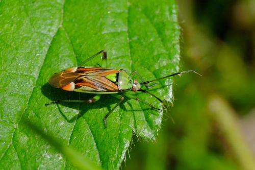 Actinonotus pulcher